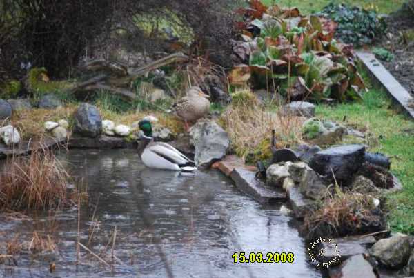 Teichbilder 2008 mit Enten